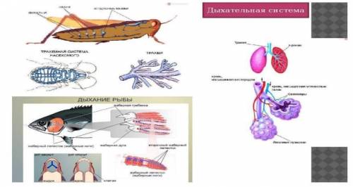 На рисунке изображены органы дыхания беспозвоночных, хордовых животных. Назовите отличительные особе