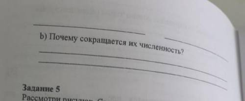 А) Рассмотри рисунок. Запиши название животный. B) Почему сокращается из численность.