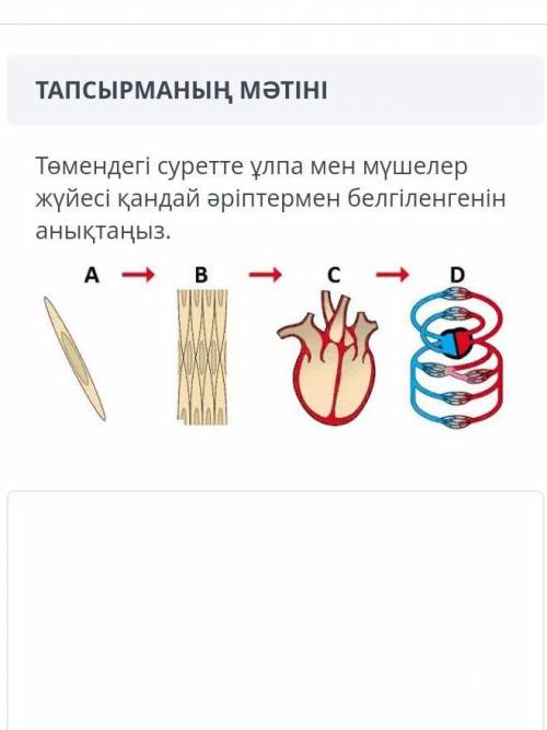 Осылардың аттары калай?​