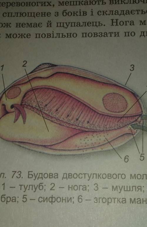 Чим і як живляться виноградний слимак та двустолковий молюсок беззубку звичайну​