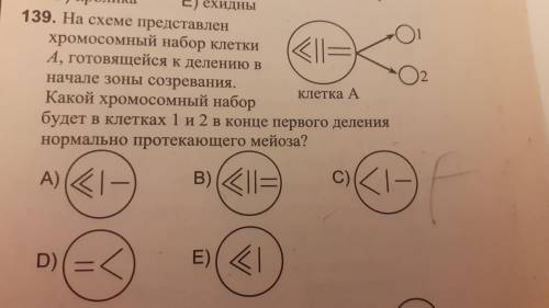 Что означают эти рисунки в круге, какие из них хромосомы, а какие хроматиды?