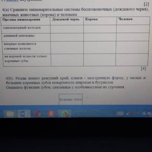 Сравните пищеварительные системы беспозвоночных (дождевого червя), жвачных животных (корова) и челов