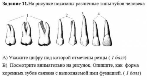 ответьте те кто правда знают а не всякую фигню