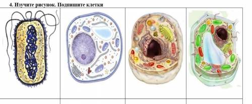 :Изучите рисунок. Подпишите клетки ​