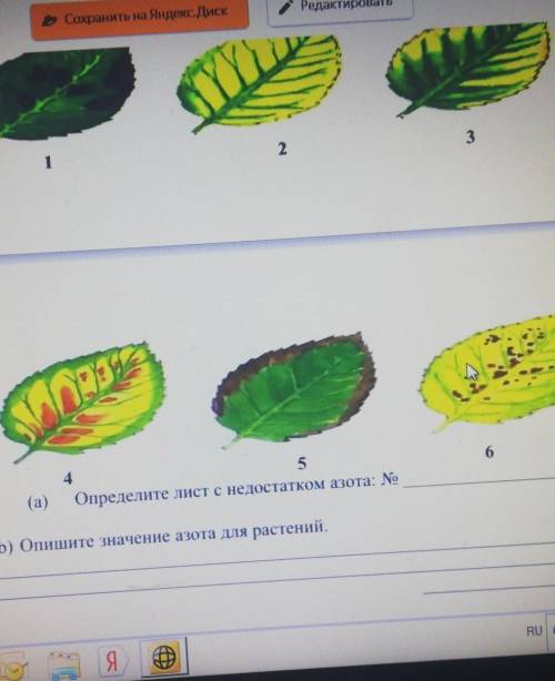 Изучите рисунок определитель с недостатком азота Опишите значение азота для растений​