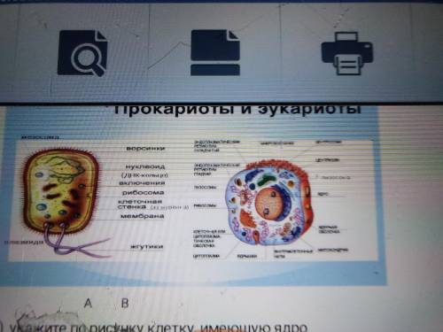 1.На рисунке изображены клетки прокариот и эукариот а) укажите по рисунку клетку, имеющую ядро b) от