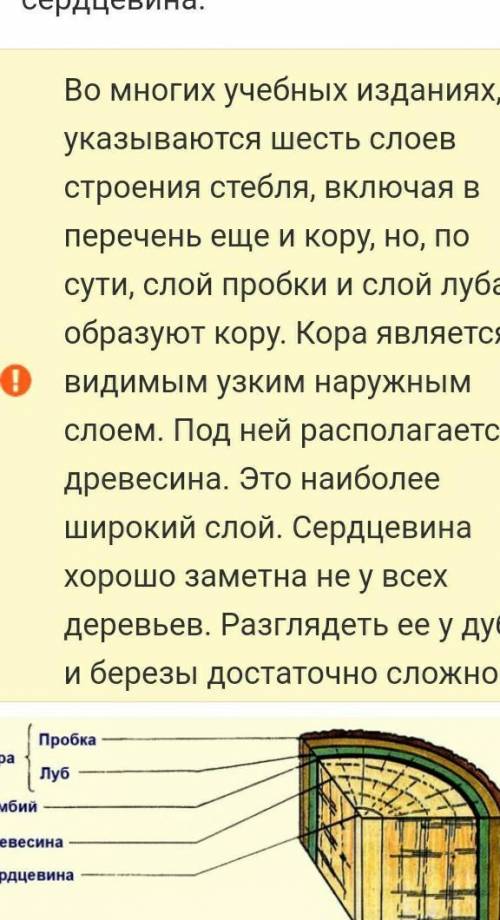 Дать краткую характеристику слоям стебля дерева. дайте ответ побыстрее.​