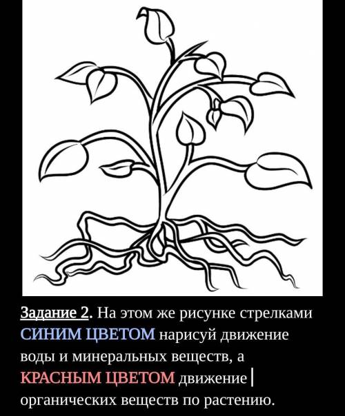 Задание 2. На этом же рисунке стрелками СИНИМ ЦВЕТОМ нарисуй движение воды и минеральных веществ, а