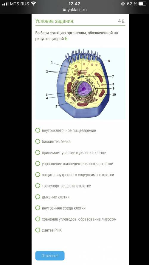 Выбери функцию органеллы, обозначенной на рисунке цифрой