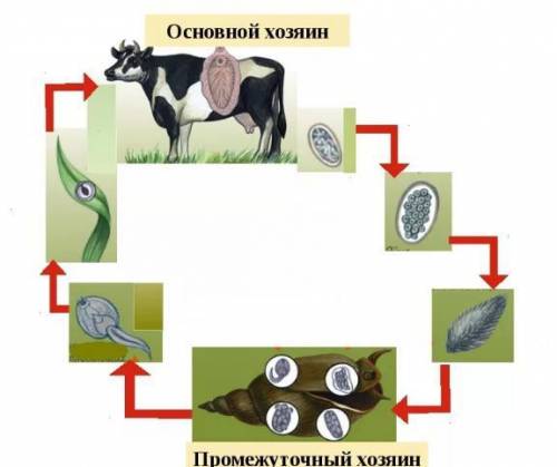 Расположите по порядку стадии развития печеночного сосальщика. Расположите элементы в правильном пор