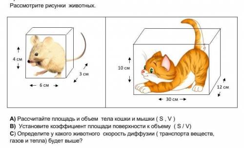 А) Рассчитайте площадь и объем тела кошки и мышки ( S , V )В) Установите коэффициент площади поверхн