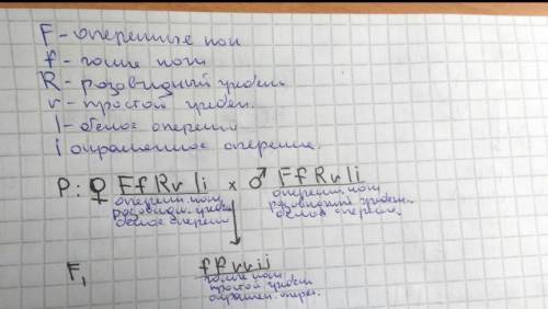 У курей ноги с перьями доминируют над голыми, розовидный гребень над простым, белое перо над окрашен