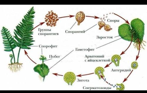 Укажите номера, под которыми обозначены половое и бесполое поколение соответственно.​