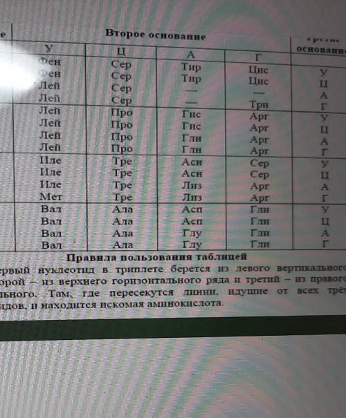 последовательность нуклеотидов на ирнк цацауаццу определите последовательность аминокислот во фрагме