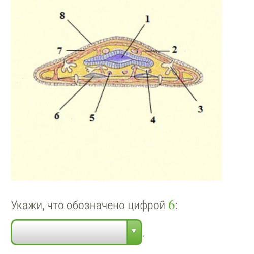 • эпидермис •продольные мышцы • яйцевод • протонефридий • кольцевые мышцы • нервный ствол • кишечник