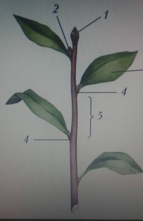 Выберите верное обозначение части побега 2-узел 1-верхушечный лист 4-боковая почка 5-междоузлие​