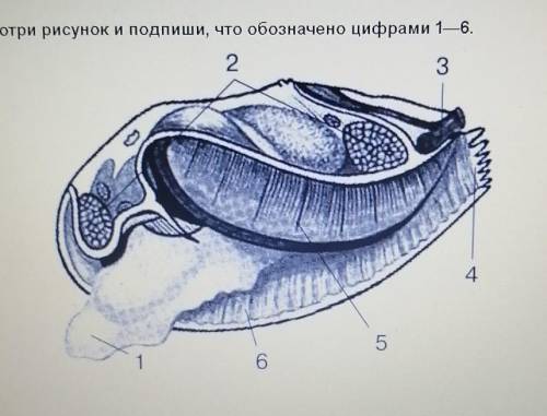 Рассмотри рисунок и подпиши, что обозначено цифрами 1-6​