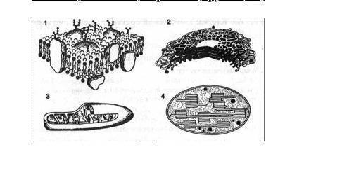 Контрольная работа по теме «Цитология» 1 вариант Выберете один правильный ответ 1.Двумембранный орга
