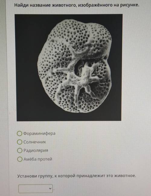 Найди название животного, изображённого на рисунке. ОФораминифераОсолнечникОРaдиoлярияОАмёба протей​