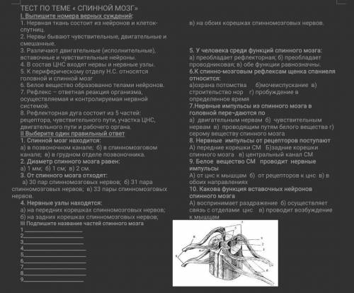 Тест по биологии. Тема Спинной мозг