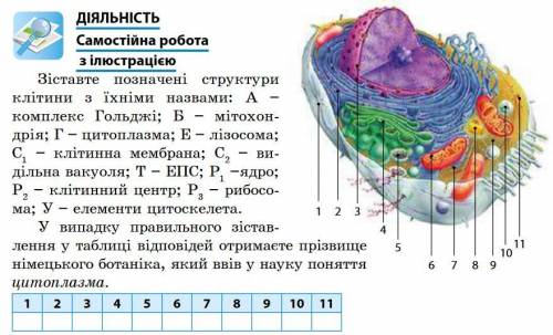 Зіставте позначені структури клітини з їхніми назвами: