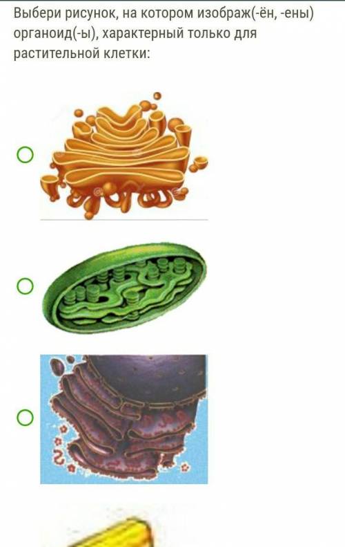 Выбери рисунок, на котором изображ(-ён, -ены) органоид(-ы), характерный только для растительной клет