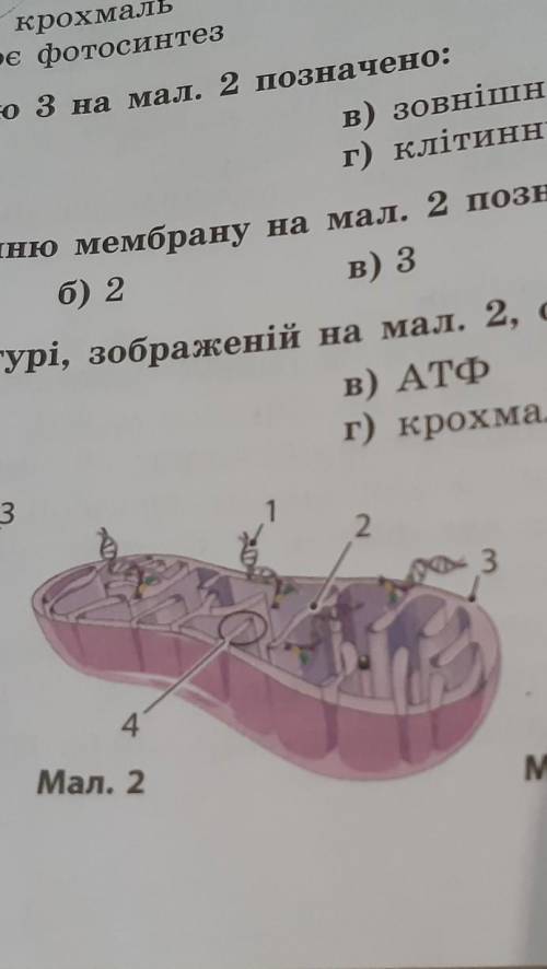 Внутришню мембрану на малюнку 2 позначено цифрою​