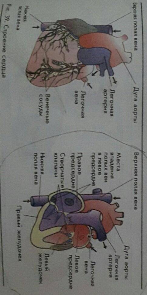 Рис.39 стенка какой камеры сердца толще остальных? Почему?​