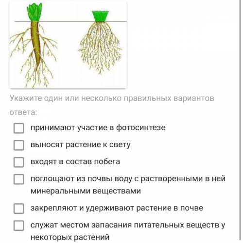 Корни цветков растения