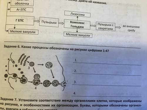 Какие процессы обозначены на рисунке цифрами 1-4?