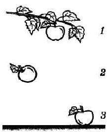 Какие из трех яблок изображенных на рис 75 обладают весом? На какие из них действует сила тяжести?