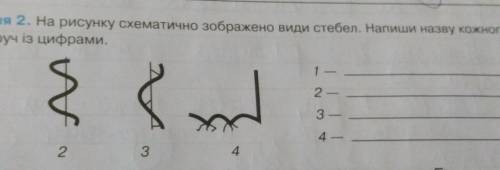 На рисунке схематически изображены виды стеблей. Напиши название каждого рядом с цифрами.​