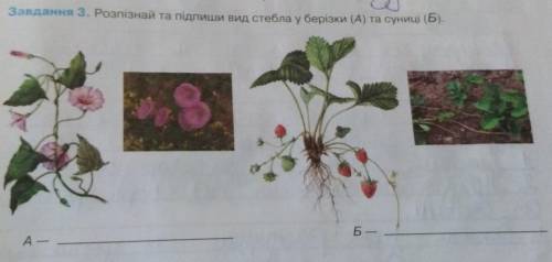 Распознай и подпиши вид стебля у берёзки (А) и клубники (Б)​