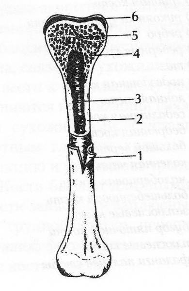 Рассмотрите рисунок трубчатой кости и подпишите всё её основные части
