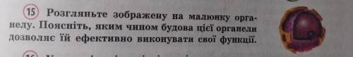 15) Розгляньте зображену на малюнку органелу. Поясніть, яким чином будова цієї органели дозволяє їй