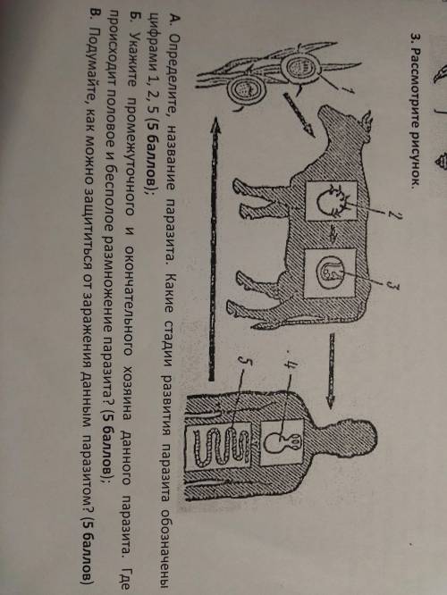 Определите название паразита. Какие стадии развития паразита обозначены цифрами 1,2,5. P.s. Остальны
