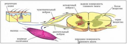 1. Какие системы органов не участвуют в регуляции функций организма? Запишите в ответе последователь