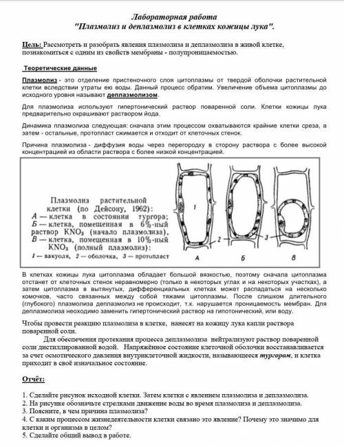 Отчёт: 1. Сделайте рисунок исходной клетки. Затем клетки с явлением плазмолиза и деплазмолиза.2. На