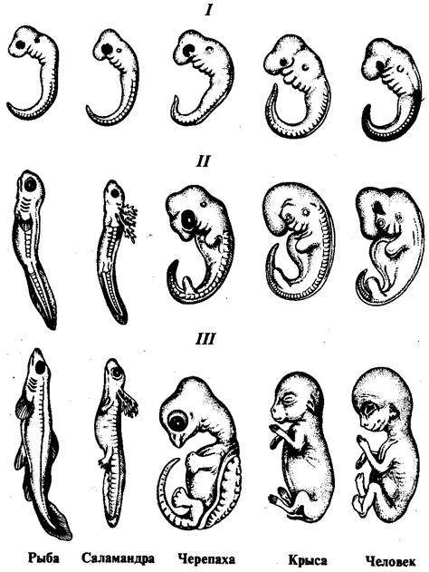 Охарактеризуйте зародыши рыбы и человека на первой и последней стадии развития.