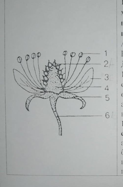 1.1. - 1.6. Встановіть відповідність між елементами рисунка,позначеними цифрами, та їхніминазвами з