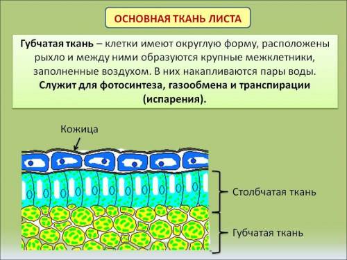 очень нужно я сделал уже две ошибки если сделаю ещё то будет тройка