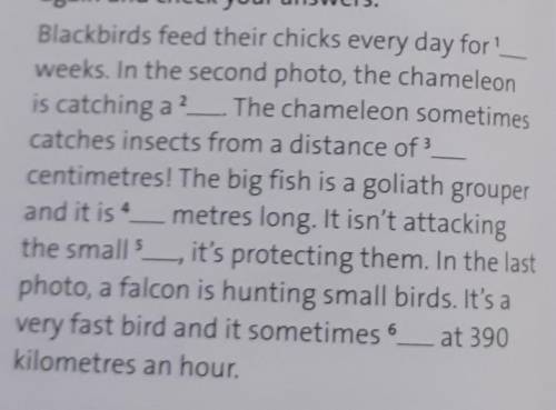 Blackbirds feed their chicks every day for! weeks. In the second photo, the chameleonis catching a ?