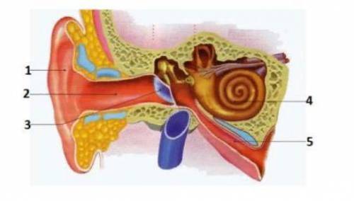 3. Отметь характеристики части органа слуха, обозначенной на рисунке цифрой 4: 1. переводит механиче