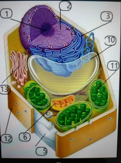 Користуючись малюнком позначте відомі вам органели в рослинній та тваринній клітинах?​