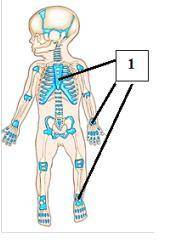 Какой тканью образованы участки скелета новорожденного, изображенные на рисунке под цифрой 1 ?