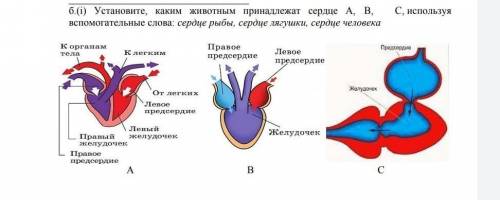 б.(i) Установите, каким животным принадлежат сердце А, В, С, используя вс слова: сердце рыбы, сердце