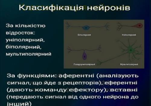 Зобразіть схему будови різних типів нейронів поясніть взаємозвязок з виконуваними функціями​