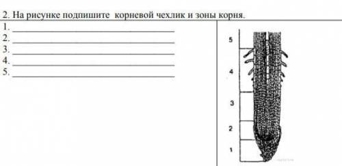 На рисунке подпишите корневой чехлик и зоны корня​