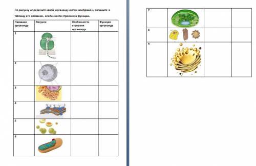 По рисунку определите какой органоид клетки изображен, запишите в таблицу его название, особенности