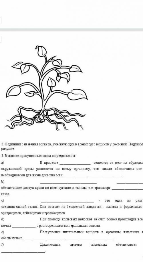 Подпишите названия органов, участвующих в транспорте веществ у растений. Подписывают на рисунке: на